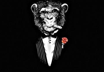 presidentemono's profile picture. Twitter creado como critica social. Un mono gobernaría mejor que los actuales dirigentes y se las arreglaría en la vida mejor que cualquier español