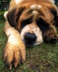 dogblog's profile picture. Dogs; discuss.