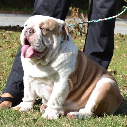 Small hobby breeder of English Bulldogs from #CLE We have both rare colored and normal Bullies!