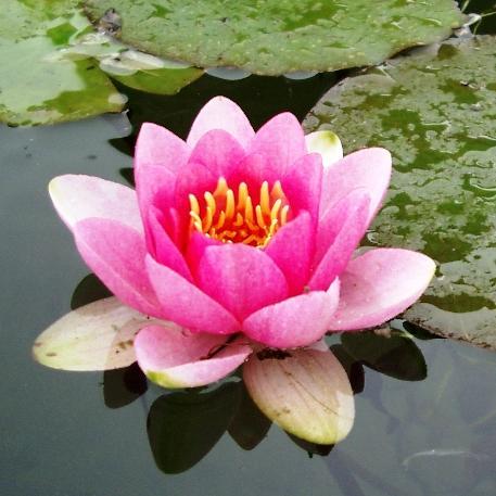 CBittichesu's profile picture. 