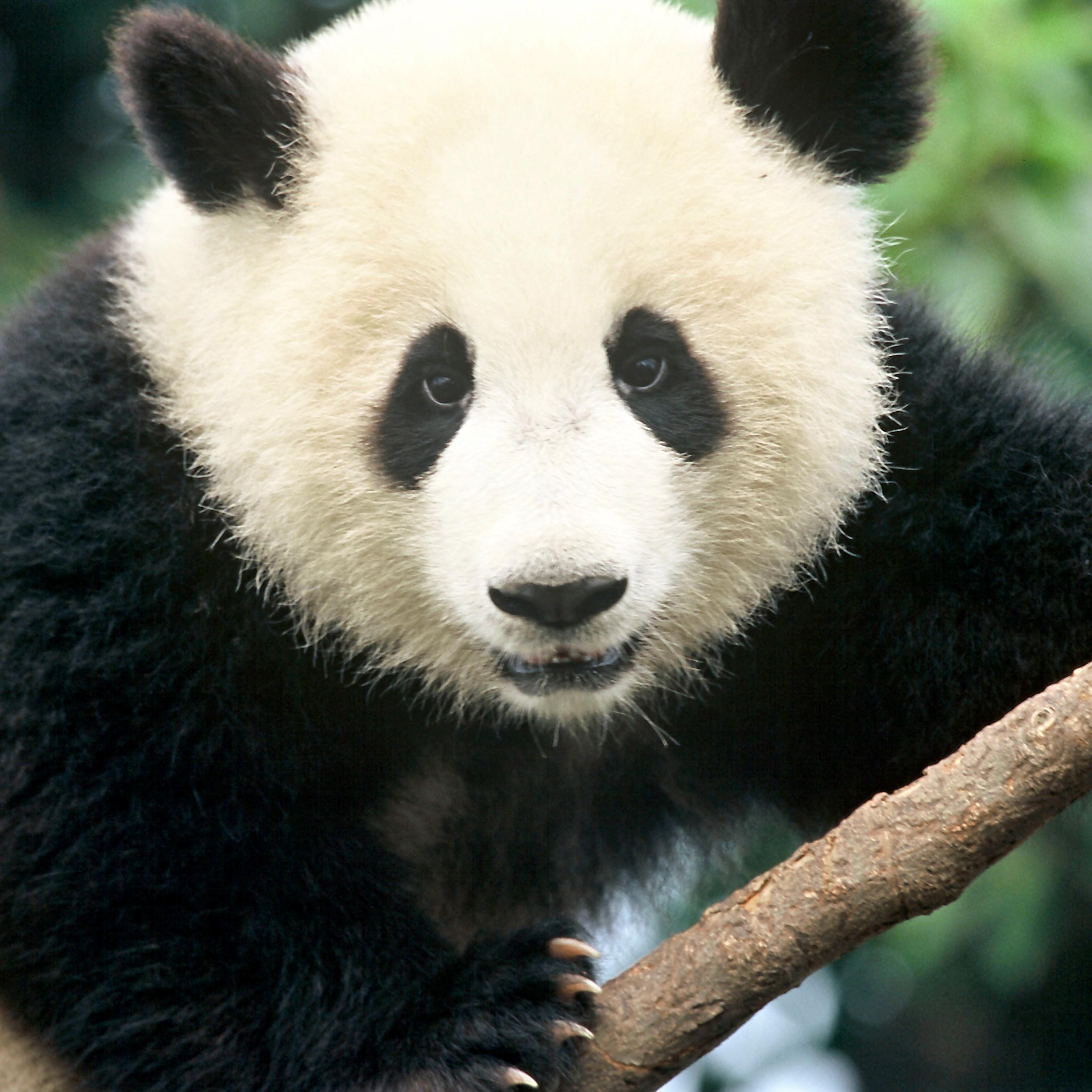 Savethepandas3's profile picture. 
