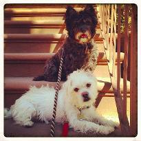 Fetch_JC's profile picture. We made Fetch happen with dog walking on-demand.