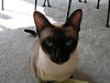 I'm Gracie, a chocolate point purebred siamese cat living outside of Washington DC. My mom is @CarrieBethH.