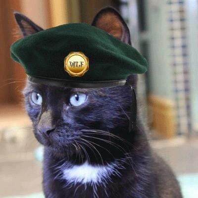 The world according to me, Otis the cat. #WLF
