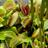NCMNSWhiteville's profile image