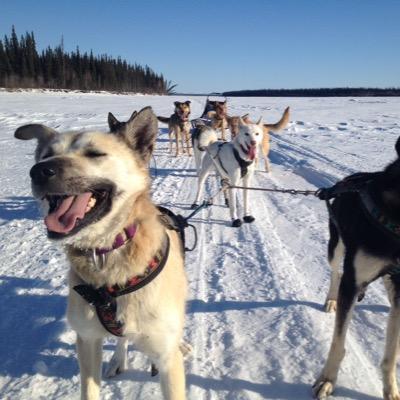 Ryno Kennel is a professional sled dog kennel in Two Rivers, Alaska. Creating mushing fanatics one adventure at a time.