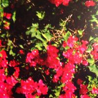 Richele Shankland (@shankland_lmsap) 's Twitter Profile