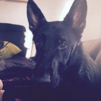 Thimmy Andersson (@1mjabs) 's Twitter Profile Photo