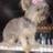 silviavegadiaz's profile image