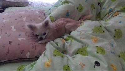 ポポが亡くなって一年半、ペットロスとお付き合いしながら、私を支えてくれた保護犬カフェ西八王子から、新しい家族のゆずを迎えました。 #チワワ #犬 #保護犬 #心肥大