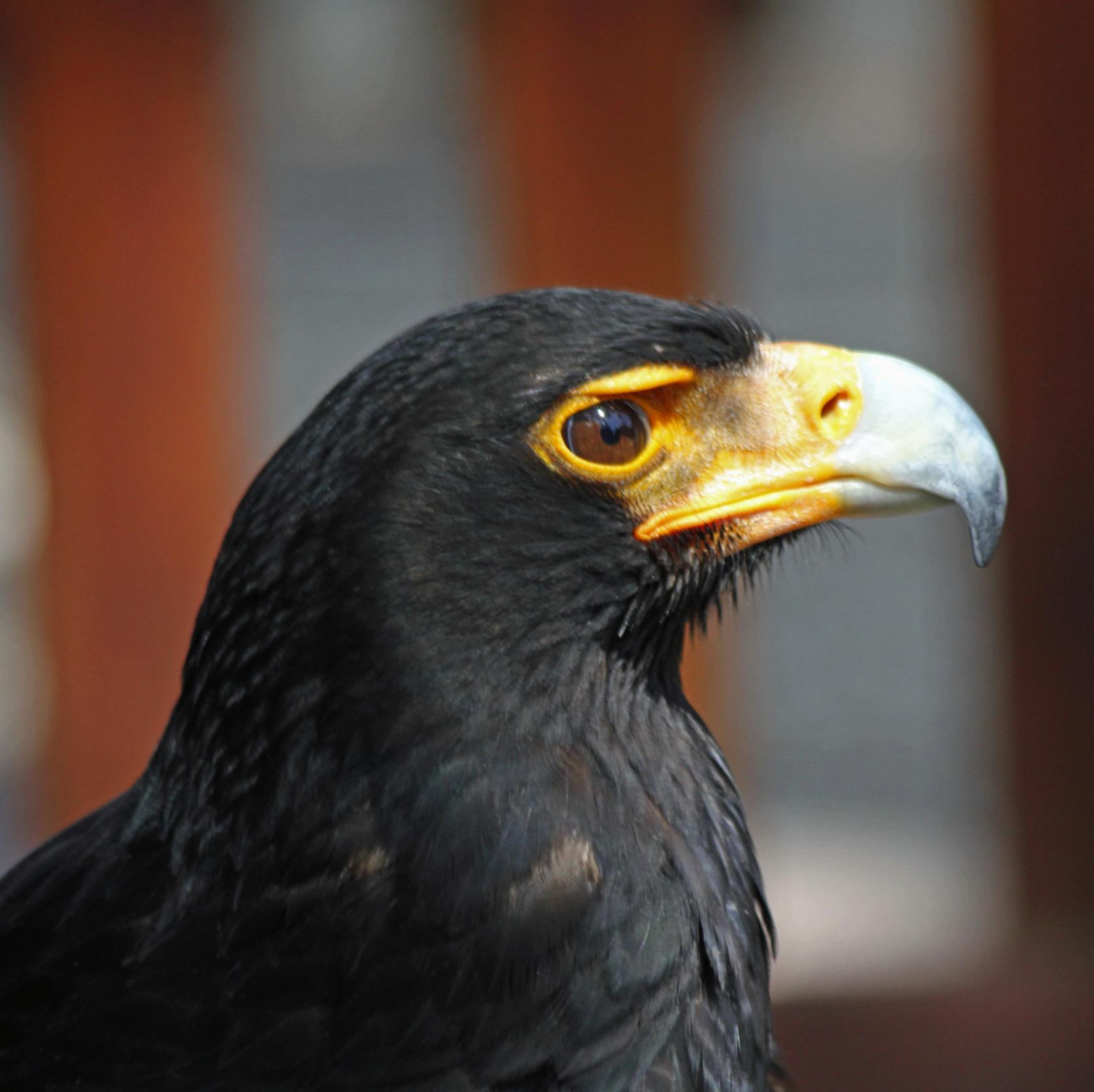 BlackEagleDL's profile picture. https://t.co/fOYWgzD7dv