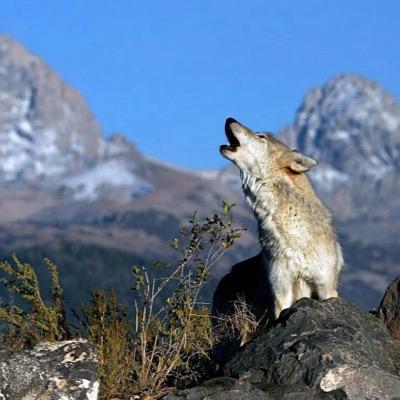 Itinerante, en tonos verdes y maullidos de fondo. Ahora ladridos también. Feliz, a veces.