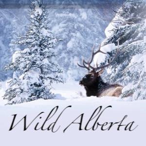 wild_alberta's profile picture. For hunters and outdoorsman. Proving Alberta to be a world class destination for sportsmen everywhere. Please message me with pictures of your Alberta Trophies