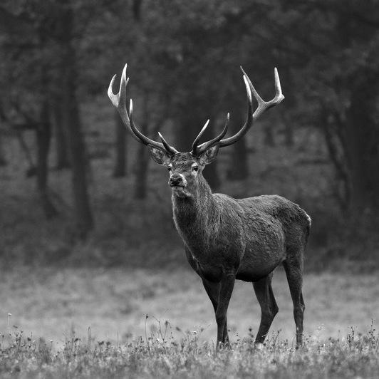 BespokeBrit's profile picture. Recruitment ~ Training ~ Events