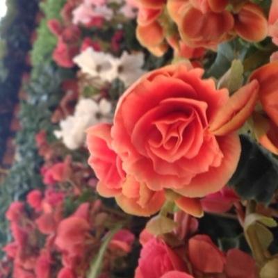 سبحان الله وبحمده،سبحان الله العظيم