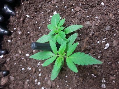 yungeaglescout's profile picture. Creating Clouds since 1990, Affiliated with #SalemMob                                                                   Join the Cult.