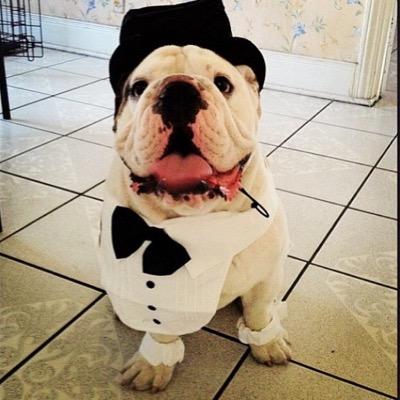 The names ChumChum. I love to play, the beach, my chew toys, food, naps, and surprisingly cats. give me a follow!