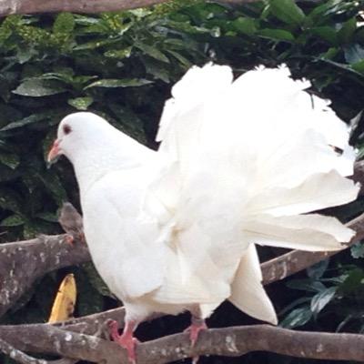 県擬人化大好きな広島県民です。昭和生まれの蟹座。いろんなジャンルをウロウロしてます。 今はNEWSの増田さんが好き。12年ぶりの出戻りです。昔のことも呟きます。無言フォローすいません。