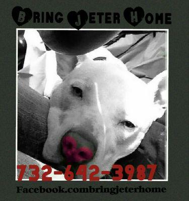 jeter was stolen from toms river nj, on july 28th, 2014. jeter is a white pitbull, blue eyes, and has a brown mark on his butt and up his tail, and neutered. je