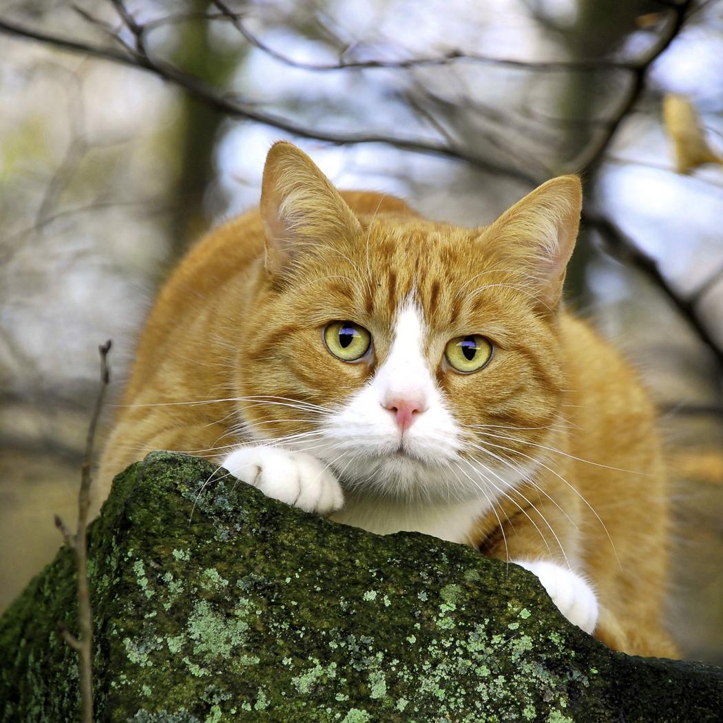 GatoDeCastilla's profile picture. 