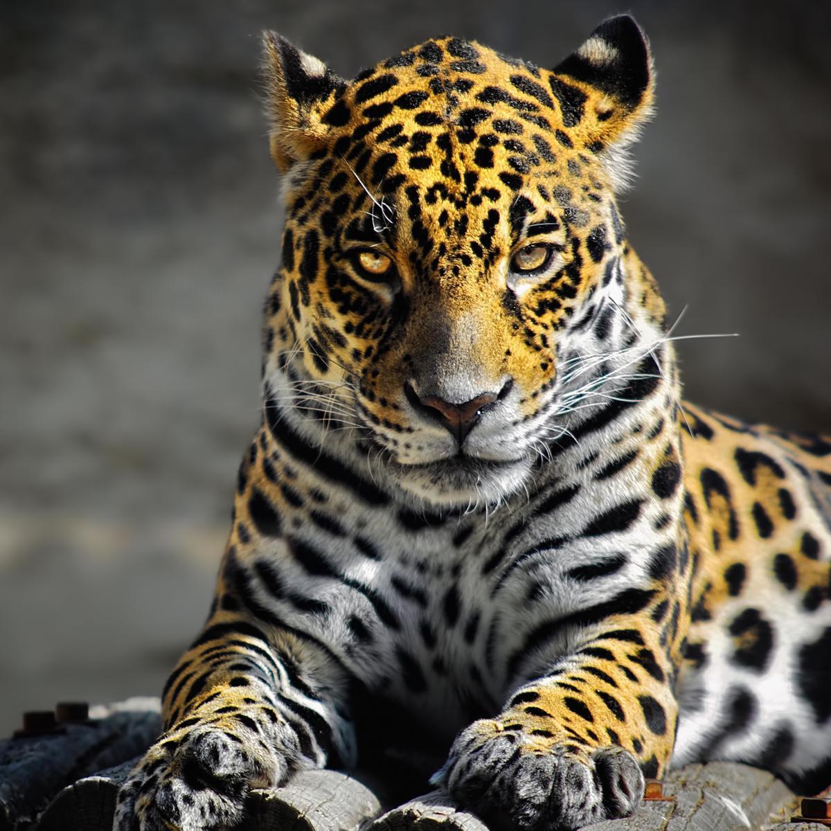 ramon14duarte's profile picture. 