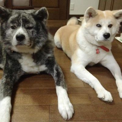 秋田犬の風雅くん 長野に移住した甘夏ちゃん家の林檎ジュースが届きました 二匹の名前からつけたkancaブランド 可愛すぎですぅ 甘夏パパさんママさんありがとうございます 甘夏ちゃんとカリンちゃんは幸せだね