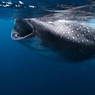 save hawaii lahaina coastal reefs and whales Cute emergency AWW follow RETWEET to get more cute guinea pigs AWW #cute_animals @cuddlycutepets @awwcuteness whale