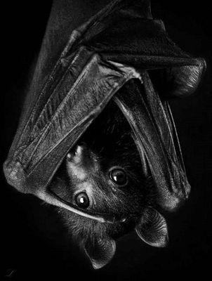 Alexbadevil1's profile picture. Anarquista, morboso y depravado