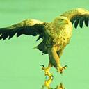 Pat Canning - @phateagle - Twitter