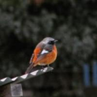 Ripper (@jripper00) 's Twitter Profile Photo