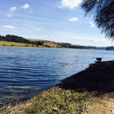 ncostales's profile picture. 