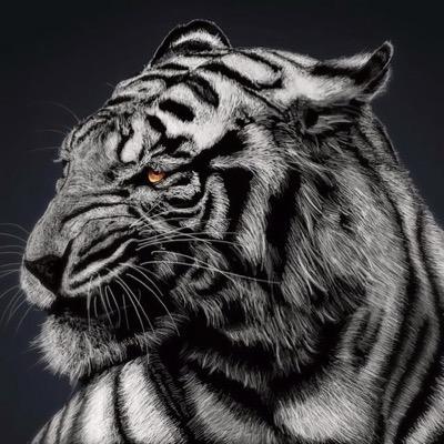 Play Competitive||Tourneys Won:Half||PS4