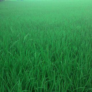 nwasist's profile picture. ijo lebih fresh