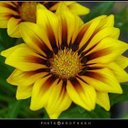 Muna (@1976zo2912) Twitter