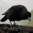 frontedelblog's profile image