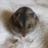 tomoya0511dokom's profile image