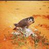 salehbomatab's profile picture. 