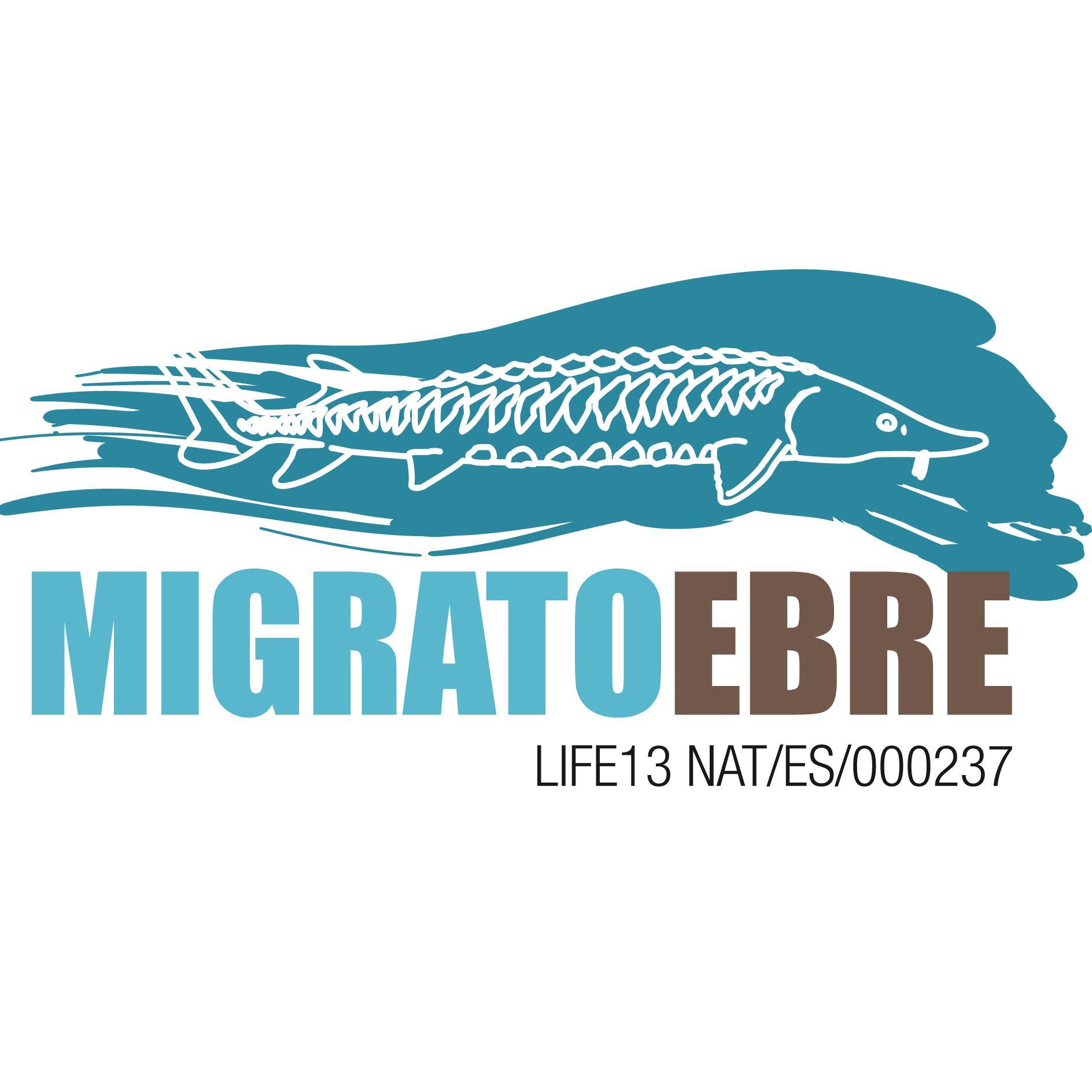 Projecte per a la recuperació de peixos migradors i la millora de la gestió al tram final del Riu Ebre. #migratoebre