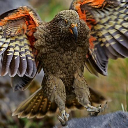 islamasadul18's profile picture. 