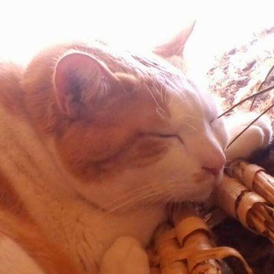 趣味アカ。まあいろいろリツイートメインです。