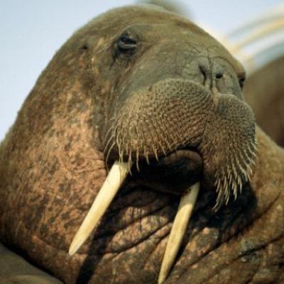 I am the greatest walrus in all of the land