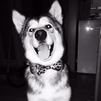 hi, im bandit, im a baby alaskan malamute, follow me to hear what i get up to when my mummies arent around!