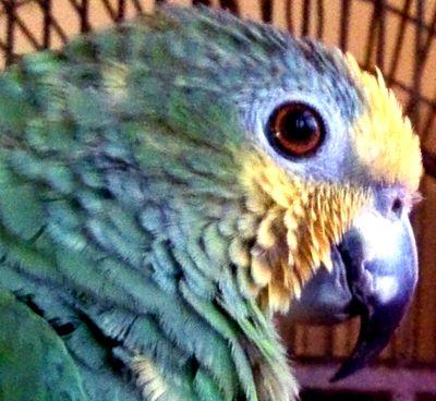 I'm an 8 year old Orangewing Amazon and Charlie Too is my Sister. I'm in love with a Jenday Conure called Rikki Woo.