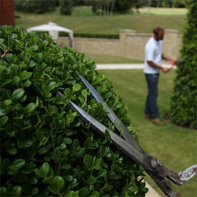 Master plantsmen - Experts in architectural planting