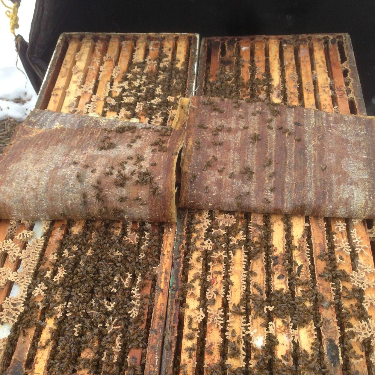 KevinNixon15's profile picture. Commercial Beekeeper/Pollination service provider