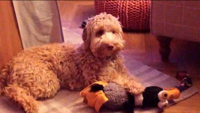 Harveycockapoo's profile picture. Love chasing the birds but love my Mamma more