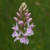 Natura 2000 Drenthe (@n2000drenthe) 's Twitter Profile
