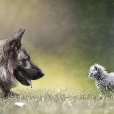 FoxyVivacity's profile picture. 