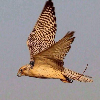 الشرقية