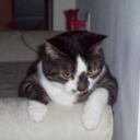 kiara warren - @ncbrat1999 - Twitter